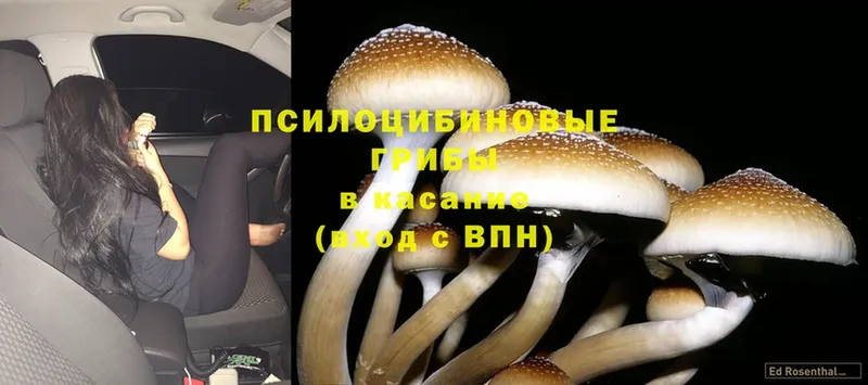 Псилоцибиновые грибы Psilocybe  Ишимбай 